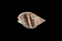 藏品(織紋螺)的圖片